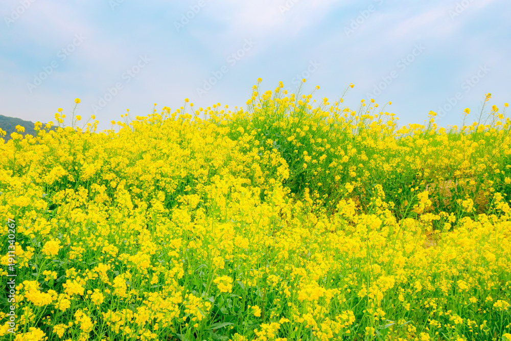 Obraz premium 満開を迎えた菜の花