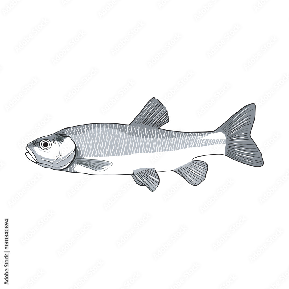 Obraz premium A highly detailed illustration of a fish showcasing its intricate scales and fins, perfect for educational, scientific, or commercial use