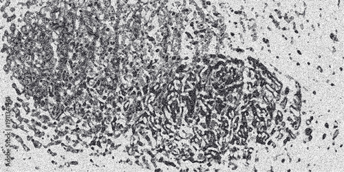 Close-up monochrome abstract texture resembling cellular structures or organic patterns with intricate details and a grainy surface for scientific or biological themes