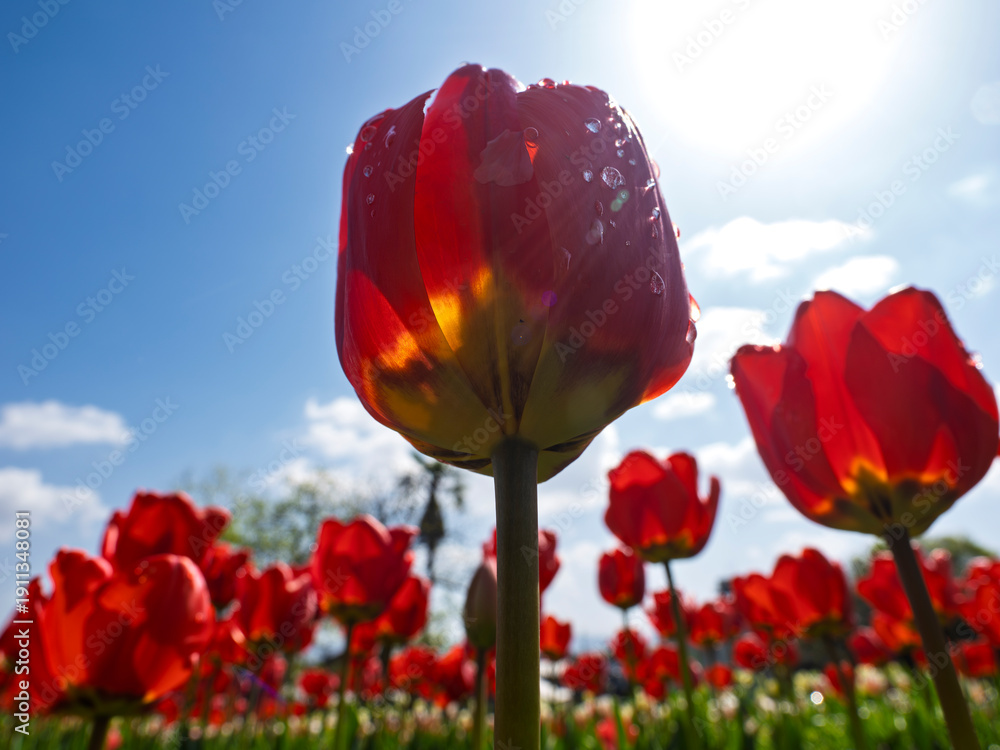 Obraz premium 陽光に透ける生命力。雫と赤いチューリップ