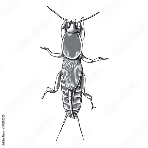 Detailed black and white illustration of a mole cricket from top view, showcasing its anatomy