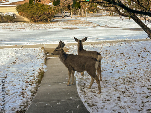 Deer in a yard