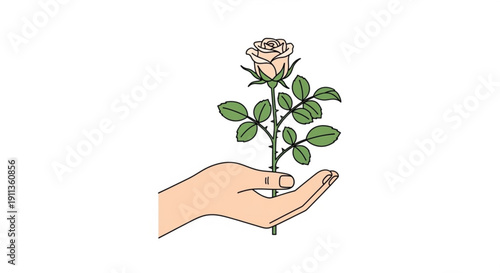 Hand holding a delicate pink rose with green leaves isolated on white background