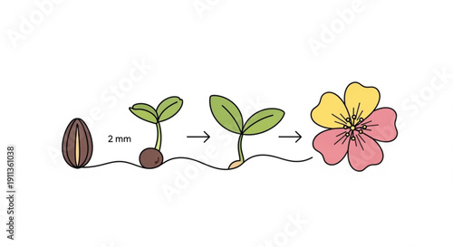 Seed germination stages with sprouting plant and blooming flower growth