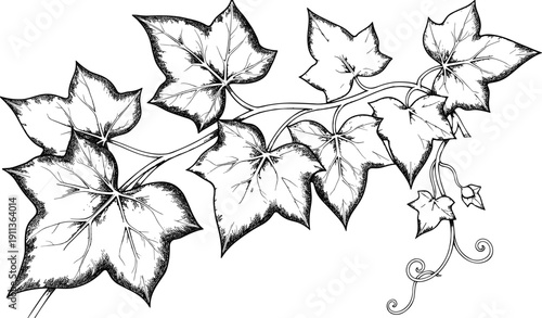 Hand drawn ivy leaves branch illustration, botanical vintage engraving style foliage, decorative natural plant line art isolated on white background