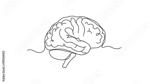Human Brain with Nerve Connections Detailed.