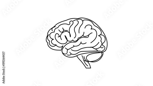 Human Brain Illustration Close Up.