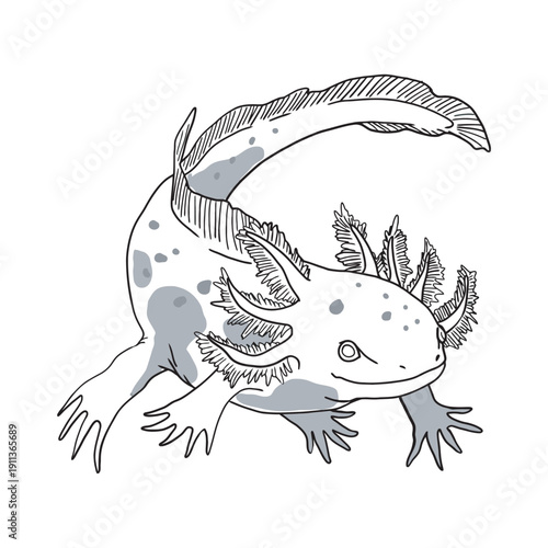 Intricate axolotl illustration with detailed feathered gills and spots, perfect for educational, scientific, or decorative use