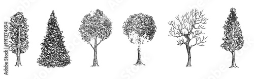 Various hand-drawn vector trees, including both deciduous and evergreen trees, are isolated on a white background.