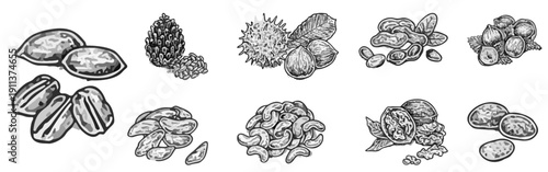 A vintage-style hand-painted illustration featuring various nuts and seeds such as almonds, walnuts, peanuts, hazelnuts, and pine cones, separated against a white background.