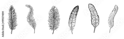 Hand-drawn vector feathers with various shapes and textures, isolated on a white background.