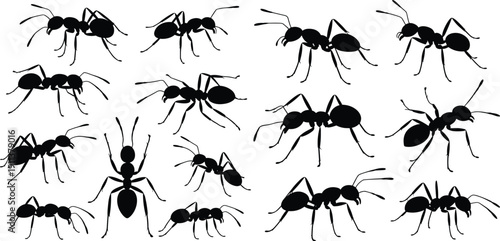 Black ant silhouettes collection isolated on white background, insect anatomy illustration poses for science, education, design, entomology reference