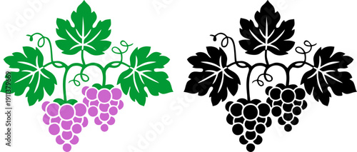 vector illustration of a grape vine