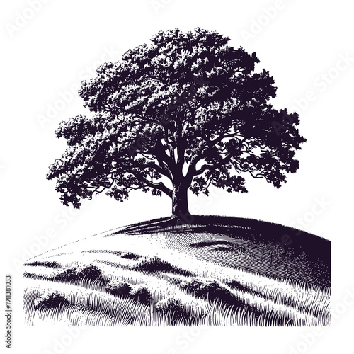 oak tree on the hilltop