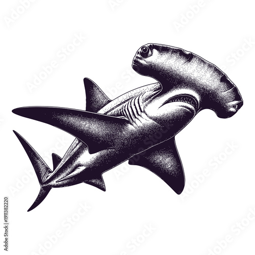 hammerhead shark swimming in the sea