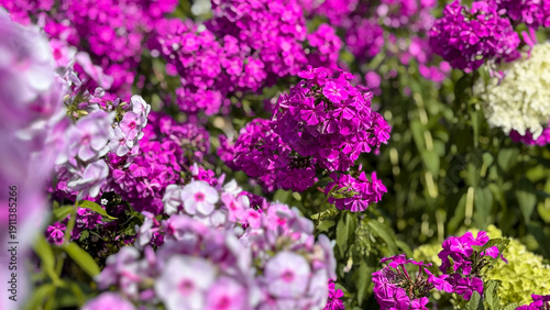 Tableau sur toile Lush bushes of blooming bright pink and purple phlox in summer garden