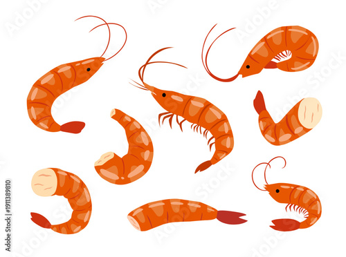 Red Fresh Prawn Illustration Collection for Seafood Design