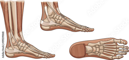 Human foot anatomy illustration showing bones muscles tendons ligaments structure medical diagram isolated educational orthopedic healthcare vector detailed study reference