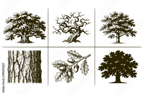 Old Olive & Bare Oak Tree Engraving Set of 6 Black and White Hand Drawn Illustrations