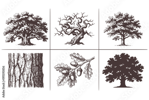 Old Olive & Bare Oak Tree Engraving Set of 6 Black and White Hand Drawn Illustrations