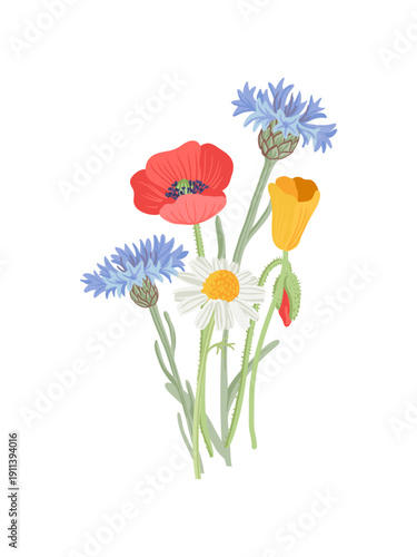 composition with field flowers, vector drawing bouquet of wild plants at white background, golden and red poppies, blue cornflowers and daisy, hand drawn botanical illustration