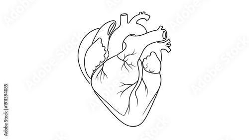 Detailed black and white line drawing of a human anatomical heart shows the complex structure and vessels of this vital organ for life.