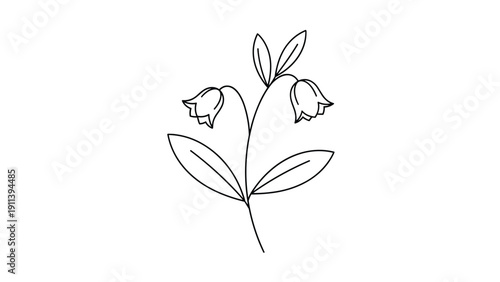 Delicate line illustration of a bellflower plant with two drooping bell-shaped blossoms and small leaves on a white background.