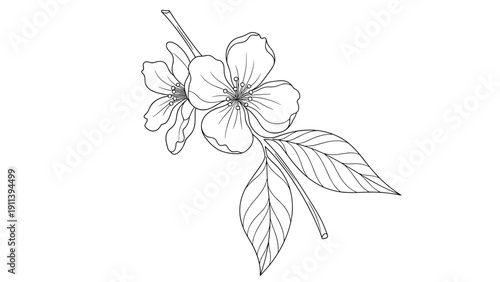 Detailed line art of a cherry blossom branch featuring two open flowers and several leaves for a natural botanical aesthetic.
