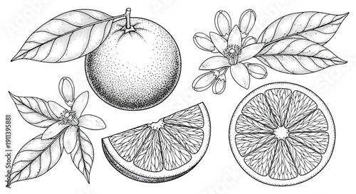 Detailed botanical illustration set of whole and sliced oranges with blossoms.