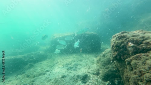 Wallpaper Mural Yellowfin Sea Bream Swimming Near Underwater Rocks Torontodigital.ca