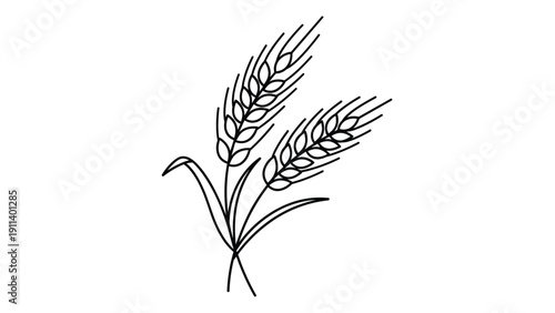 Simple hand-drawn black line illustration of two wheat stalks with leaves isolated on a white background for agriculture or bakery themes.