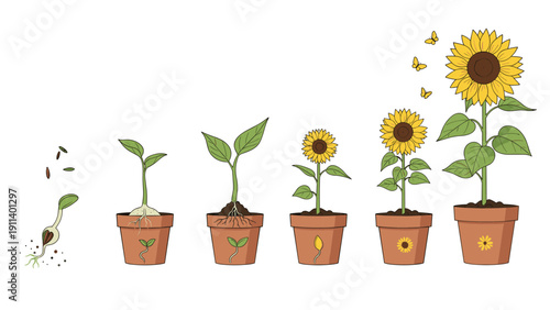 Educational diagram showing the life cycle and growth stages of a sunflower from seed to a tall blooming plant in a terracotta pot.