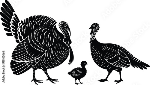 Black silhouette of a turkey family with a tom turkey a hen and a small chick isolated on white background for Thanksgiving holiday concept