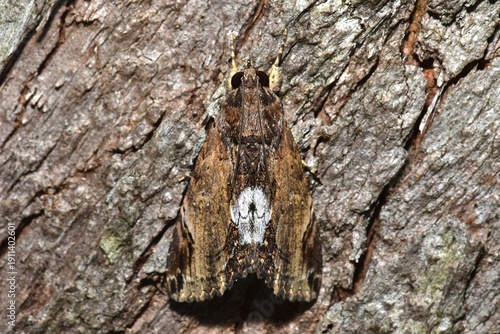 Closeup of a beauttiful Moth in nature, Thailand. Macro image of a colorful moth.