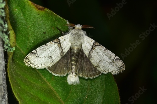 Closeup of a beauttiful Moth in nature, Thailand. Macro image of a colorful moth.