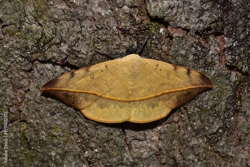 Closeup of a beauttiful Moth in nature, Thailand. Macro image of a colorful moth.