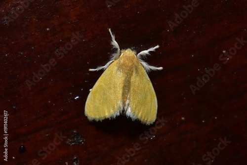 Closeup of a beauttiful Moth in nature, Thailand. Macro image of a colorful moth.