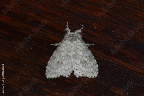 Closeup of a beauttiful Moth in nature, Thailand. Macro image of a colorful moth.