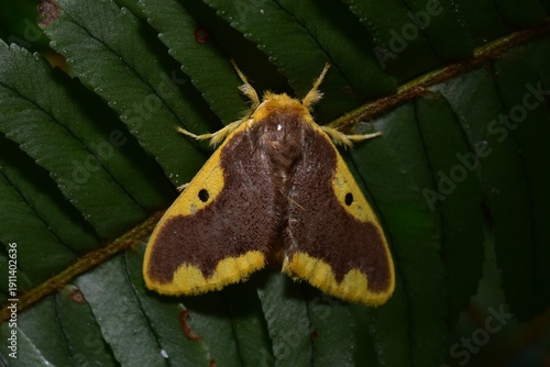 Closeup of a beauttiful Moth in nature, Thailand. Macro image of a colorful moth.