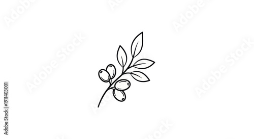 Minimalist Olive Branch Drawing, Hand-Drawn Botanical Illustration