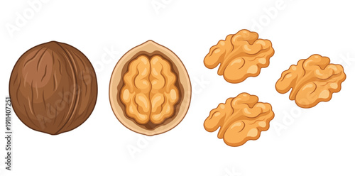 Nutty Anatomy: A detailed illustration showcasing the lifecycle of a walnut, from its sturdy shell to the delicious kernel within. 