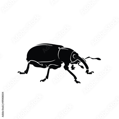 Black Silhouette of a Weevil Insect on White Background.