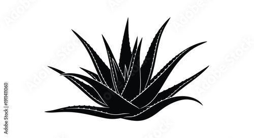 Aloe vera plant with sharply defined leaves a dark silhouette