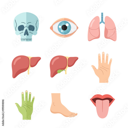 Human Anatomy Icons: Skull, Eye, Lungs, Liver, Hand, Foot, Mouth