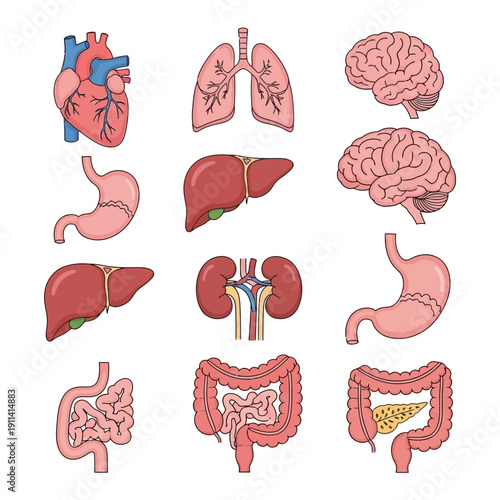 Human Anatomy Organ Set: Heart, Lungs, Brain, Stomach, Liver, Kidneys, Intestines
