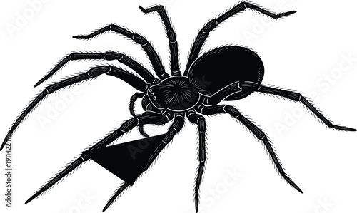 Black spider with detailed legs and body in a monochromatic style white