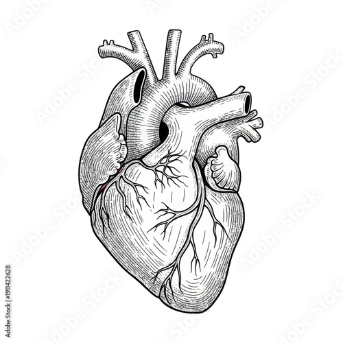 Vintage Anatomical Heart Illustration Isolated on White Background