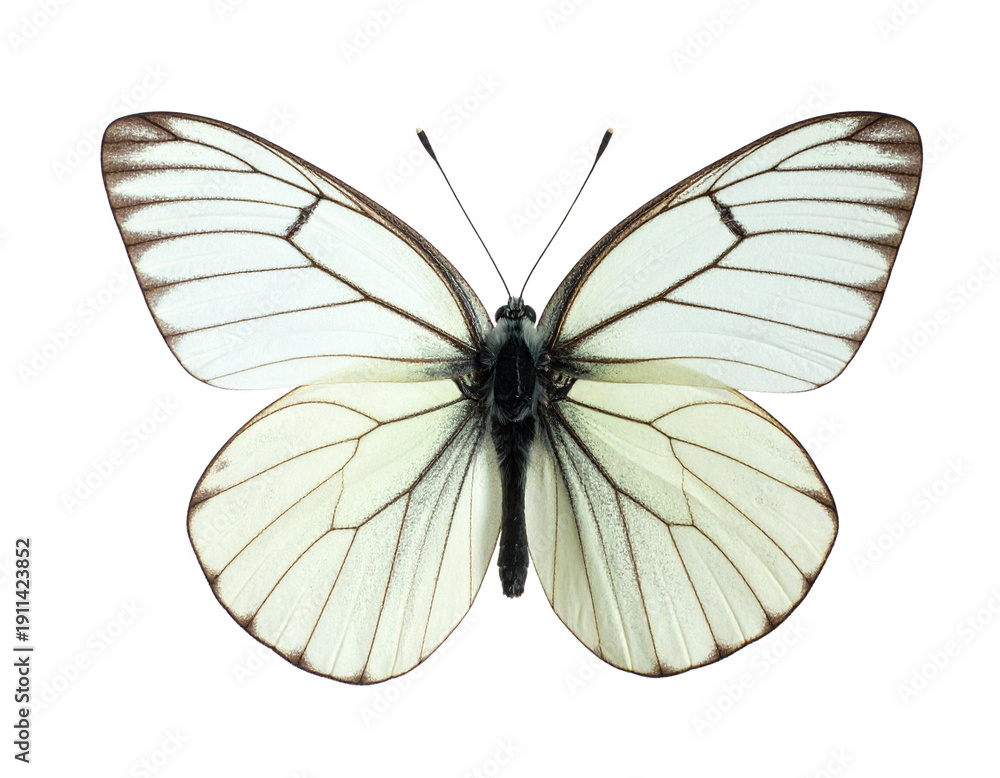 Fototapeta premium A white butterfly isolated on a transparant background. Perfect for nature, wildlife, (2)