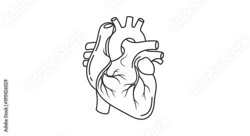 Anatomical Heart Outline Illustration - Cardiovascular System Symbol
