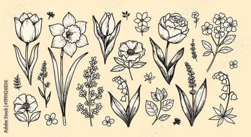 Elegant floral illustrations for design and decoration